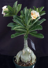 Load image into Gallery viewer, Adenium &#39;Caramel&#39; *Big Plants!* Grafted Hybrid
