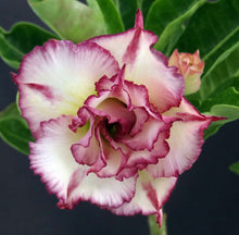 Load image into Gallery viewer, Adenium &#39;Carnation&#39; *Big Plants!* Grafted Hybrid *CLEARANCE SALE*
