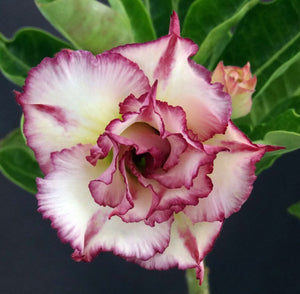Adenium 'Carnation' *Big Plants!* Grafted Hybrid *CLEARANCE SALE*