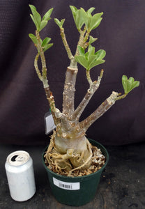 Adenium 'Carnation' *Big Plants!* Grafted Hybrid (B)