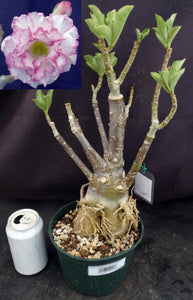 Adenium 'Carnation' *Big Plants!* Grafted Hybrid (B)