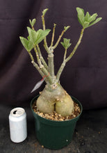 Load image into Gallery viewer, Adenium &#39;Carnation&#39; *Big Plants!* Grafted Hybrid (C)
