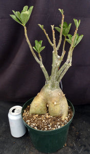 Adenium 'Carnation' *Big Plants!* Grafted Hybrid (C)