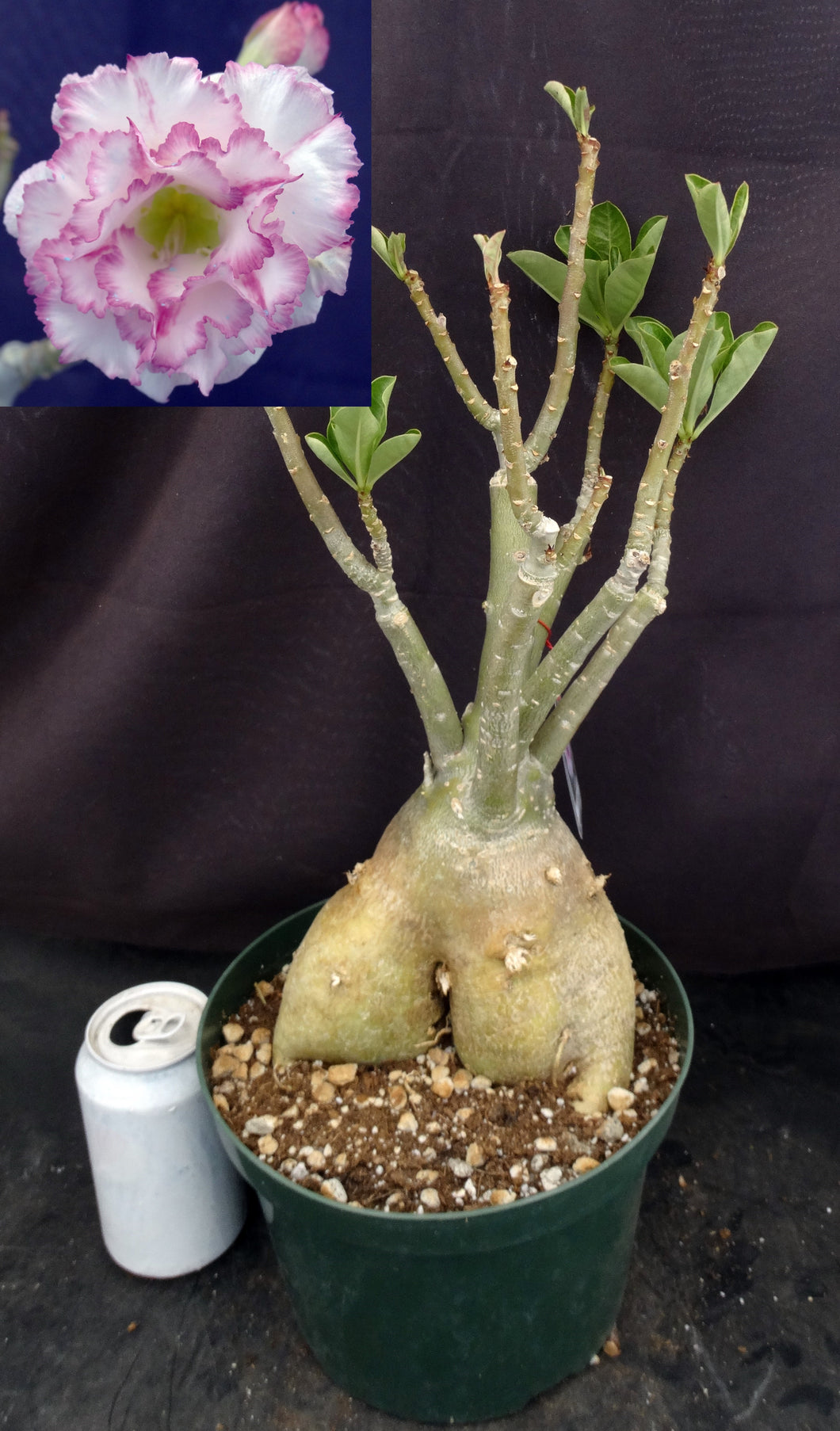 Adenium 'Carnation' *Big Plants!* Grafted Hybrid (C)