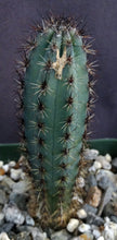 Load image into Gallery viewer, Cereus aethiops *Minor scarring see description*
