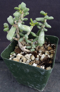 Ceraria pygmaea