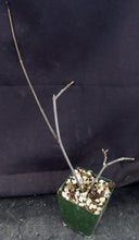 Load image into Gallery viewer, Ceropegia ampliata
