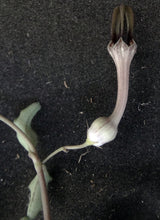Load image into Gallery viewer, Ceropegia woodii Arrow Leaf Form
