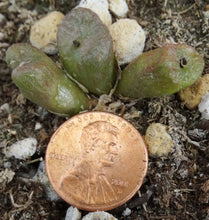 Load image into Gallery viewer, Conophytum ectypum v. brownii
