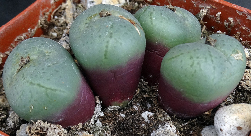 Conophytum obcordellum