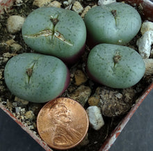 Load image into Gallery viewer, Conophytum obcordellum
