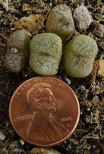 Load image into Gallery viewer, Conophytum pellucidum *Clumping Miniature*
