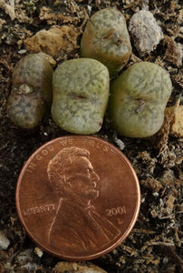 Conophytum pellucidum *Clumping Miniature*