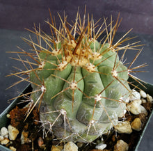 Load image into Gallery viewer, Copiapoa haseltoniana
