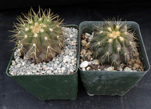 Load image into Gallery viewer, Copiapoa haseltoniana

