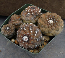 Load image into Gallery viewer, Copiapoa hypogaea Clumping plant
