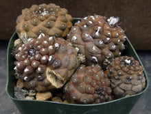 Load image into Gallery viewer, Copiapoa hypogaea Clumping plant
