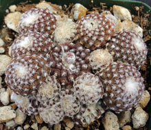 Load image into Gallery viewer, Copiapoa laui *Big Clumps* Own Roots
