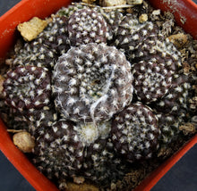 Load image into Gallery viewer, Copiapoa laui *Big Clumps* Own Roots
