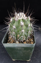 Load image into Gallery viewer, Copiapoa lembckei
