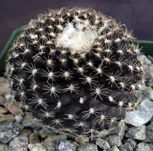Load image into Gallery viewer, Copiapoa tenuissima *Black Cactus*
