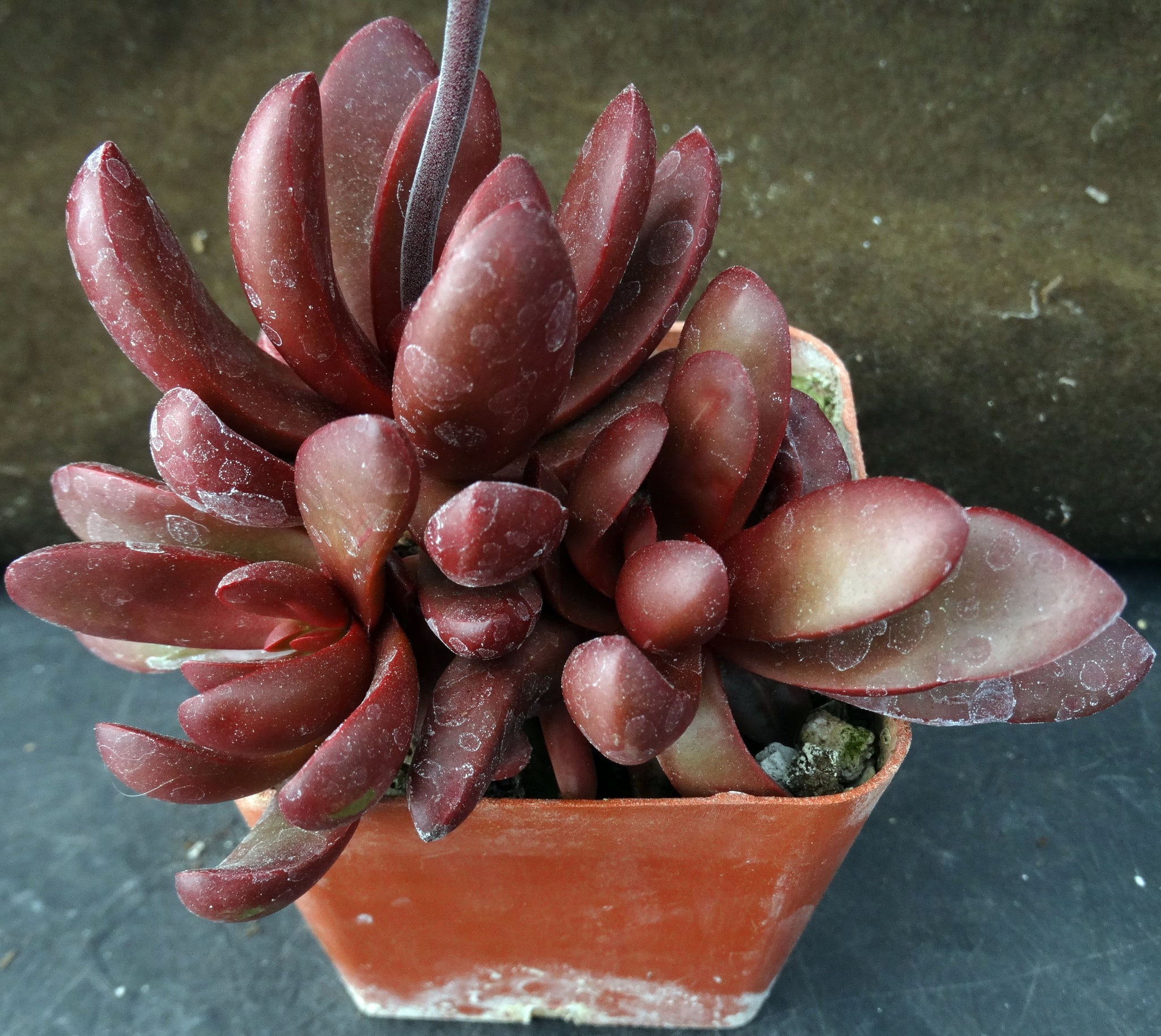 clavata succulent Crassula clavata – Kyle's Plants