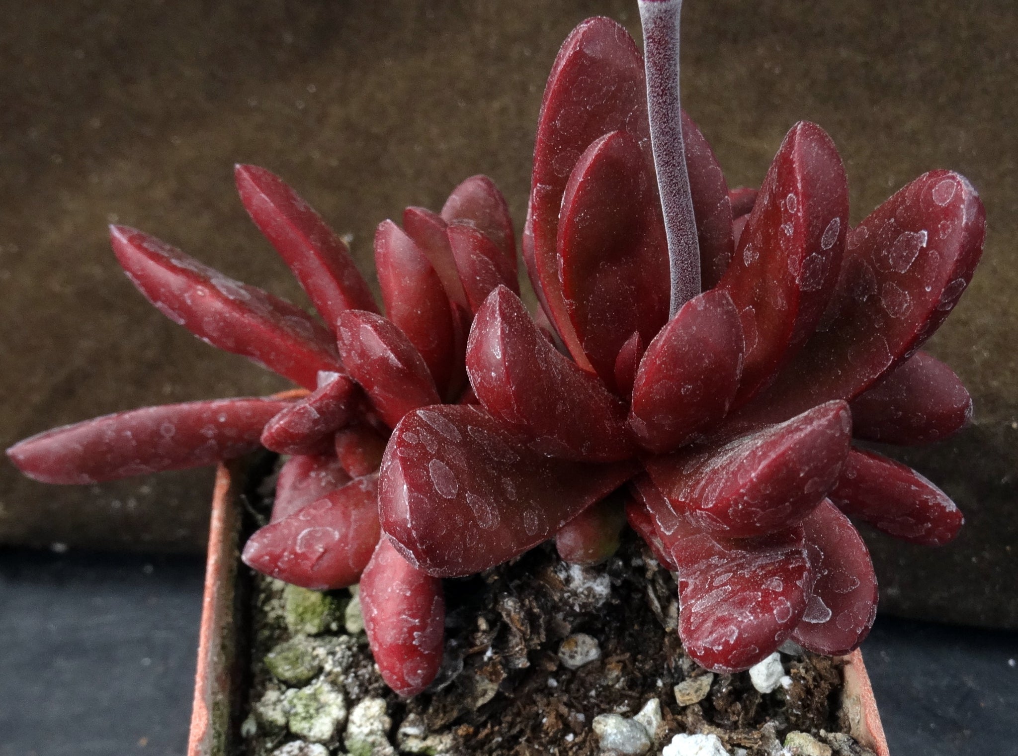 clavata succulent Crassula clavata – Kyle's Plants