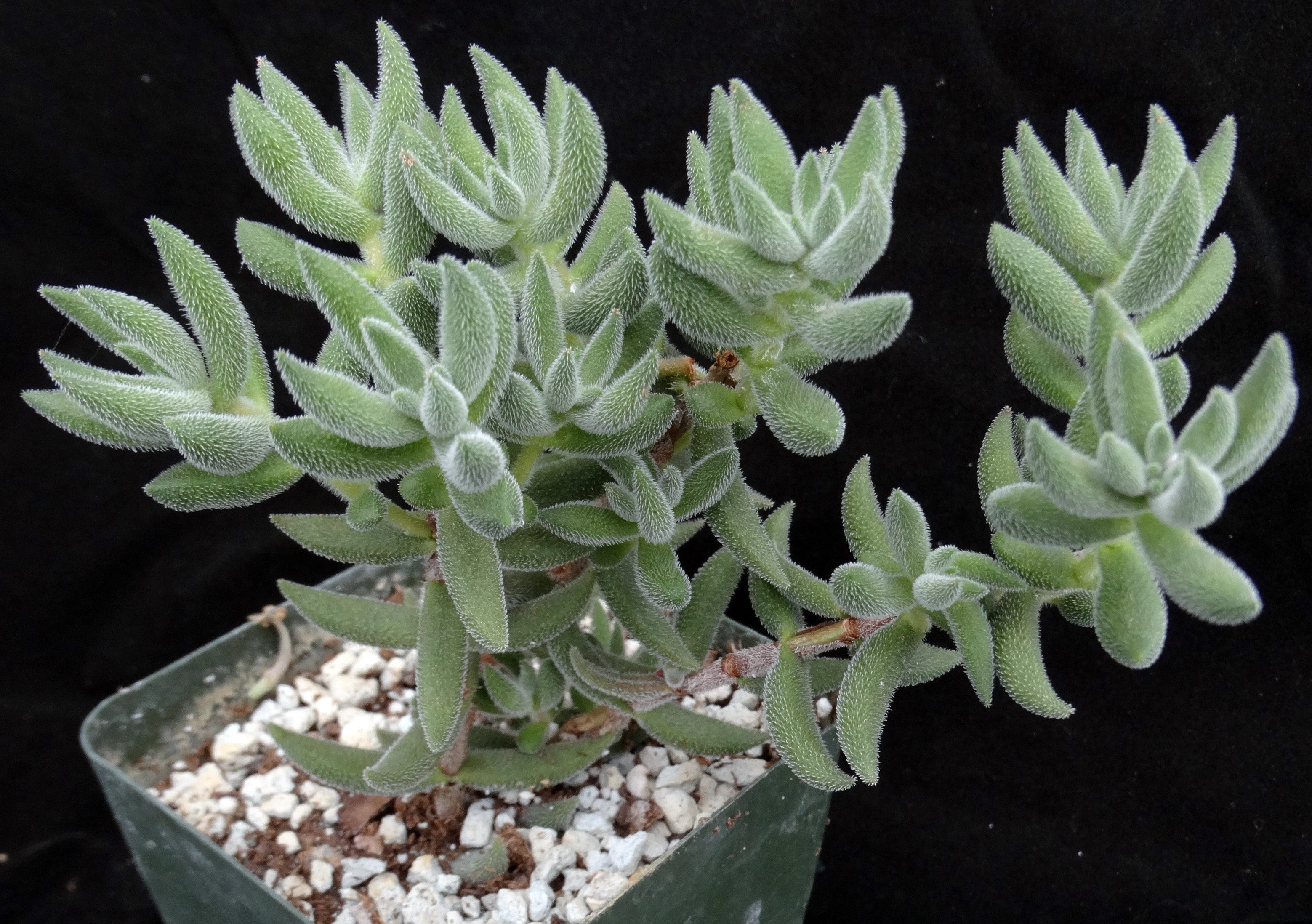mesembryanthemoides succulent Crassula mesembryanthemoides – Kyle's Plants