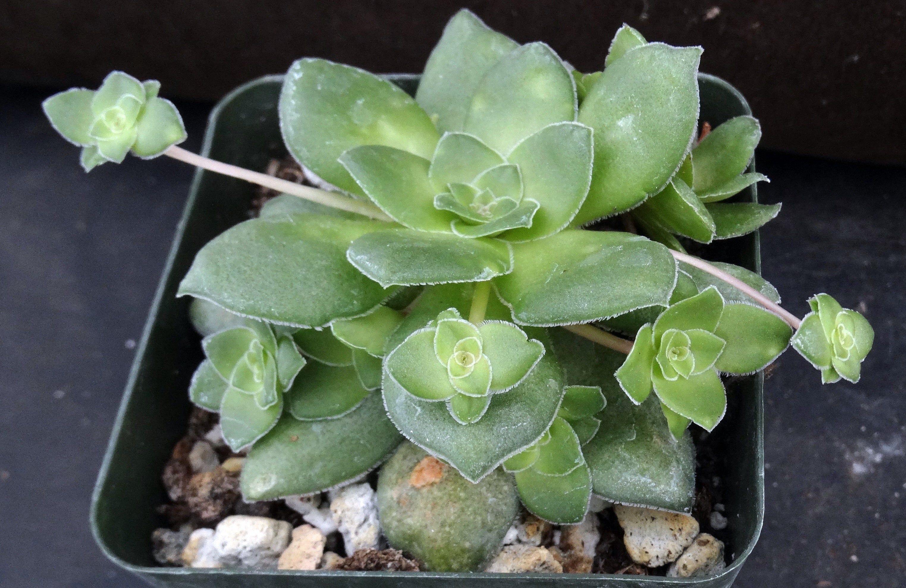 orbicularis succulent Crassula orbicularis