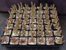 Load image into Gallery viewer, Crassula &#39;Baby&#39;s Necklace&#39;
