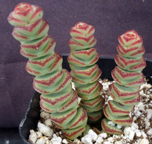 Load image into Gallery viewer, Crassula &#39;Baby&#39;s Necklace&#39;
