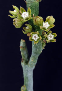 Cynanchum pierrieri