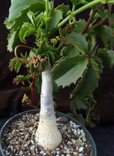 Load image into Gallery viewer, Cyphostemma cirrhosum Big Plant!
