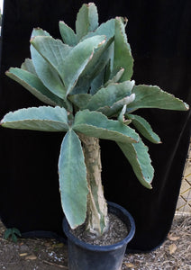Cyphostemma juttae (D) Big Plant! 15" tall caudex