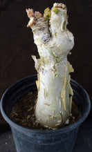 Load image into Gallery viewer, Cyphostemma juttae (D) Big Plant! 15&quot; tall caudex
