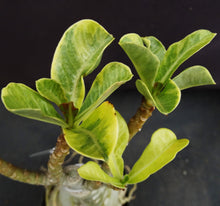 Load image into Gallery viewer, Adenium &#39;Siam Aurora&#39; Variegated! Grafted Hybrid (A)
