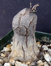 Load image into Gallery viewer, Dioscorea hemicrypta

