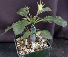 Load image into Gallery viewer, Dorstenia cf. horwoodii
