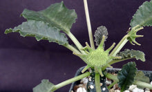 Load image into Gallery viewer, Dorstenia cf. horwoodii
