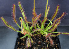 Load image into Gallery viewer, Drosera capensis
