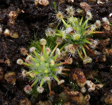 Load image into Gallery viewer, Drosera enodes &quot;Scott&#39;s River&quot;
