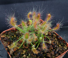 Load image into Gallery viewer, Drosera scorpioides
