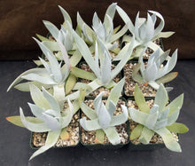 Load image into Gallery viewer, Dudleya brittonii
