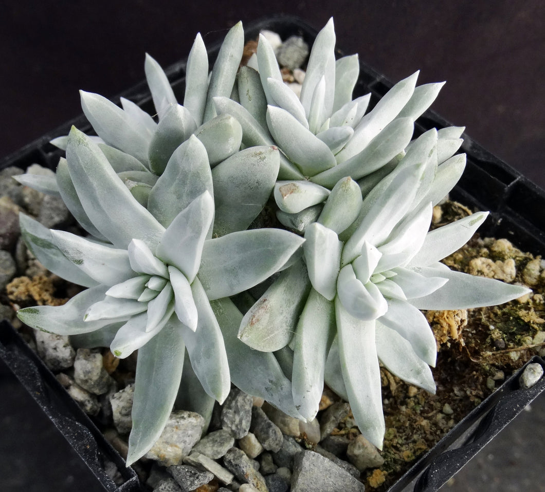 Dudleya gnoma