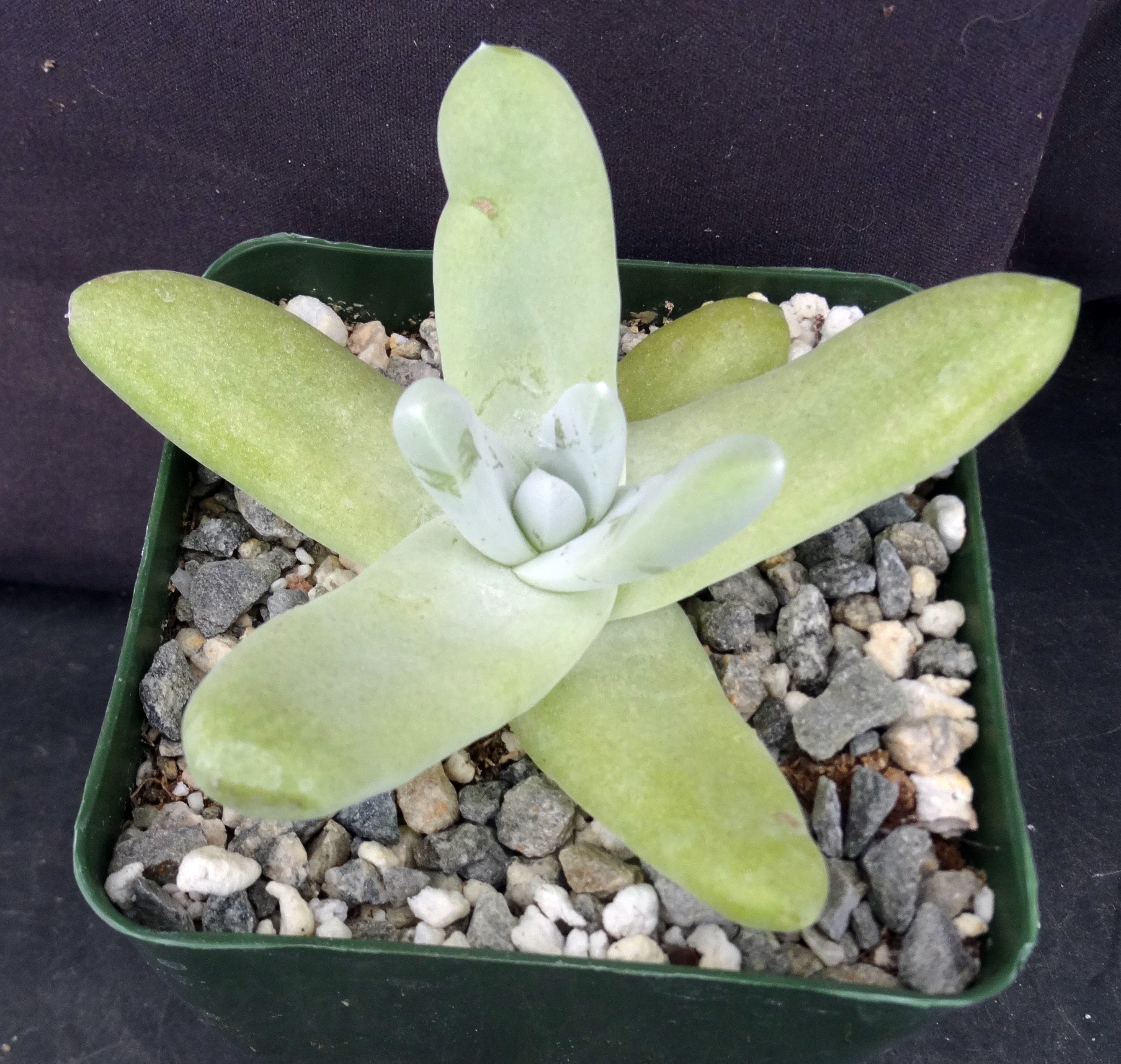 pachy succulent Dudleya pachyphytum – Kyle's Plants