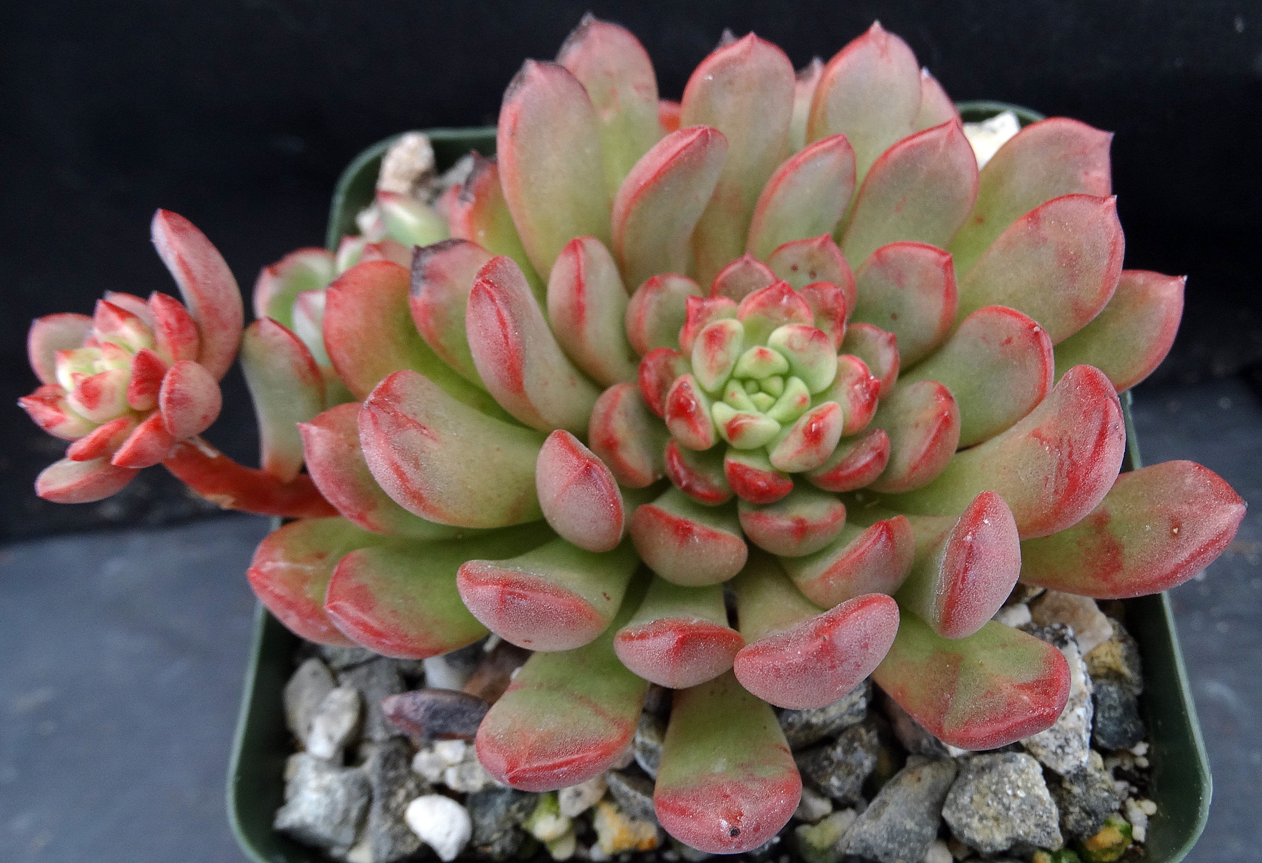 succulent bashful Graptoveria 'Bashful'