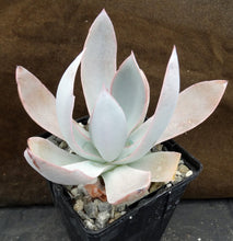 Load image into Gallery viewer, Echeveria cante
