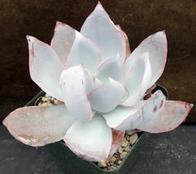 Load image into Gallery viewer, Echeveria cante
