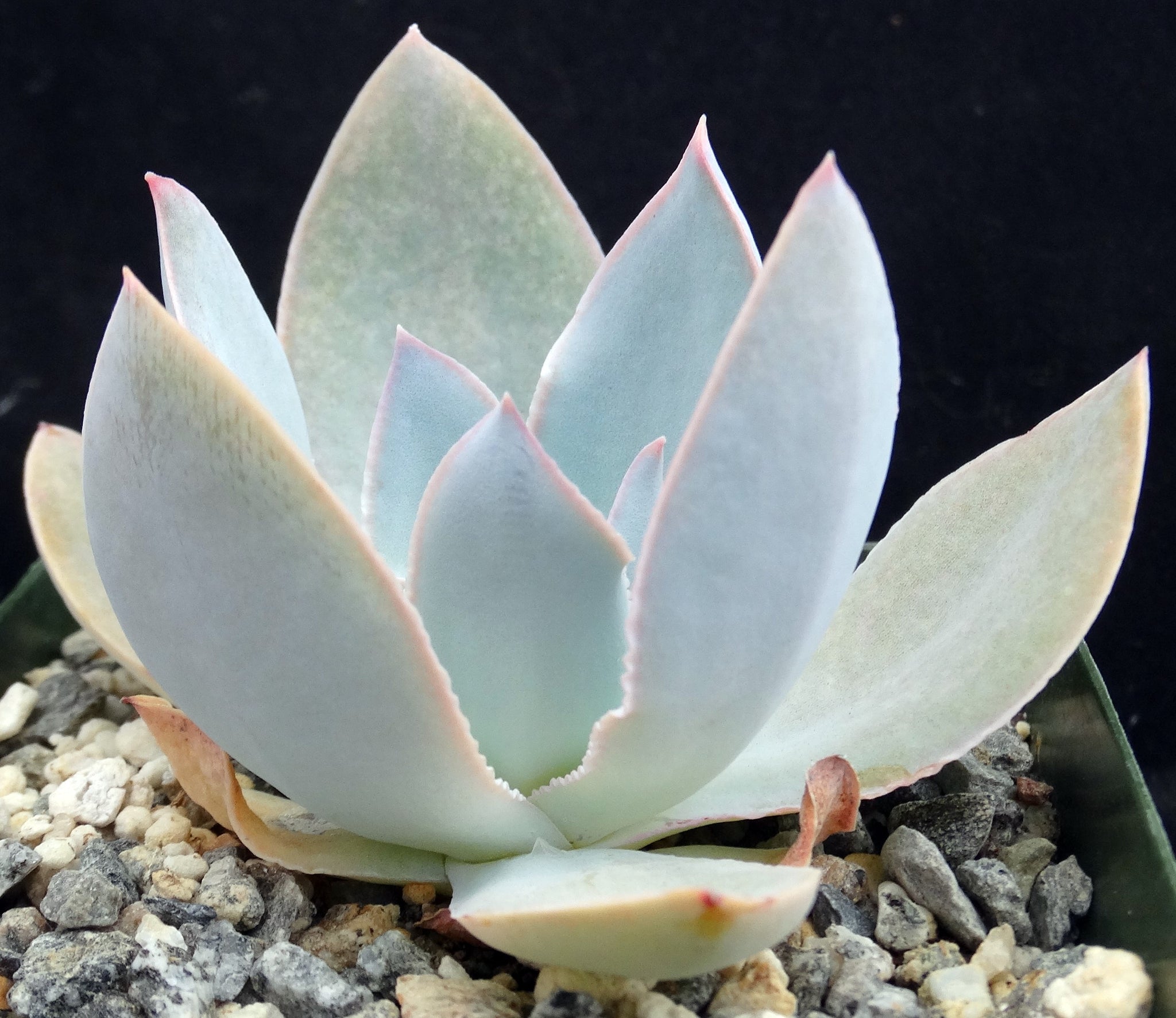 cante succulent Echeveria cante – Kyle's Plants
