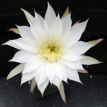 Load image into Gallery viewer, Echinopsis subdenudata &#39;Fuzzy Navel&#39;
